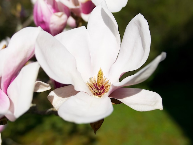 primo piano del fiore bianco della magnolia su una priorità bassa verde