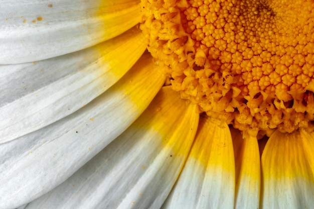 Primo piano del fiore bianco