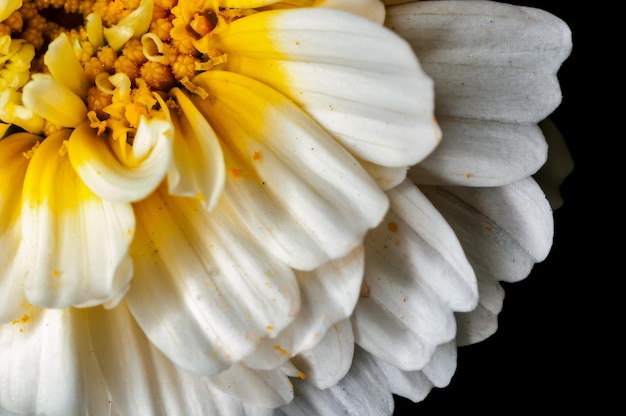 Primo piano del fiore bianco