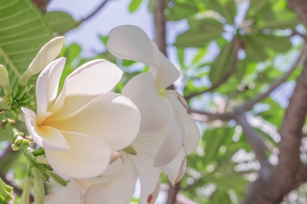 Primo piano del fiore bianco