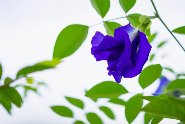 Primo piano del fiore blu del pisello della farfalla Clitoria ternatea