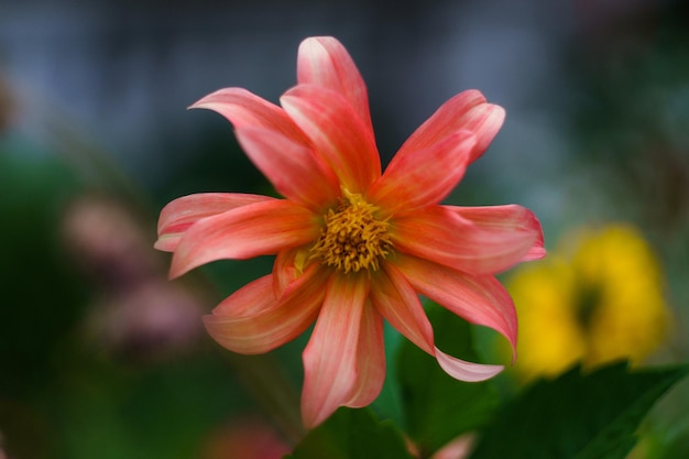 Primo piano del fiore che sboccia all'aperto