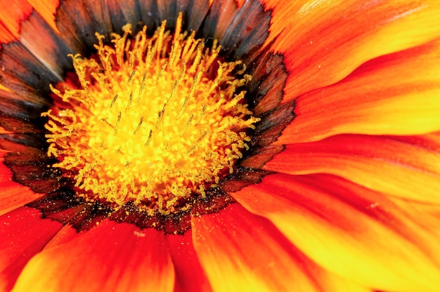 Primo piano del fiore d'arancio in giardino