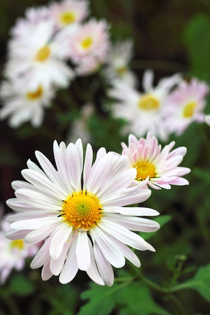 Primo piano del fiore del crisantemo