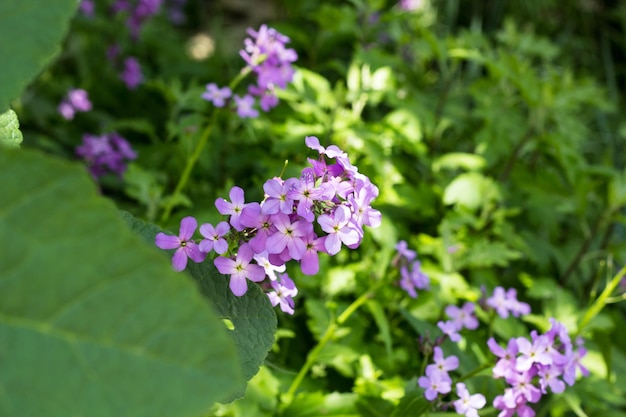 Primo piano del fiore del flox