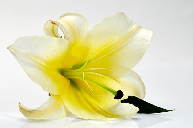 Primo piano del fiore del giglio bianco su bianco