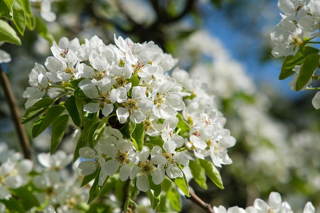 Primo piano del fiore del ramo di pera di fioritura