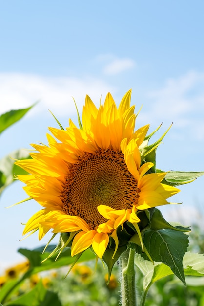 Primo piano del fiore del sole contro un cielo blu