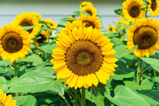 Primo piano del fiore del sole.