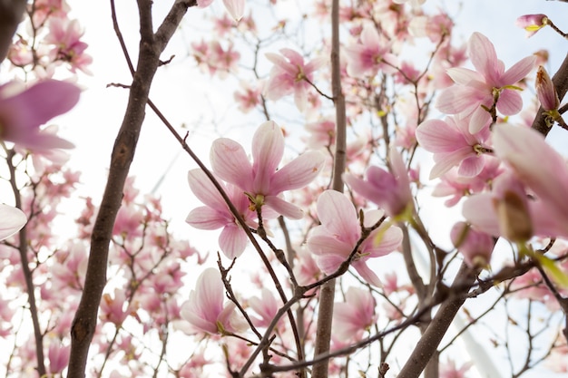 Primo piano del fiore dell&#39;albero della magnolia con fondo vago e sole caldo