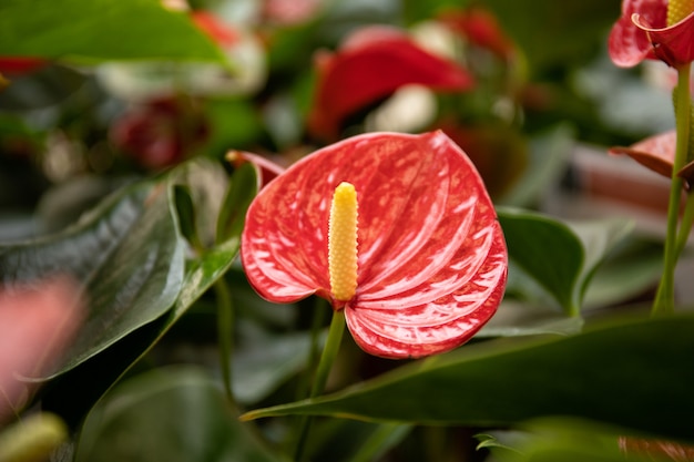 Primo piano del fiore dell'anturio.