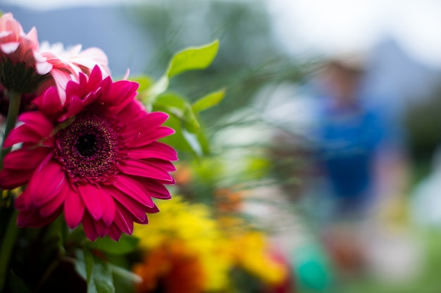 Primo piano del fiore della gerbera