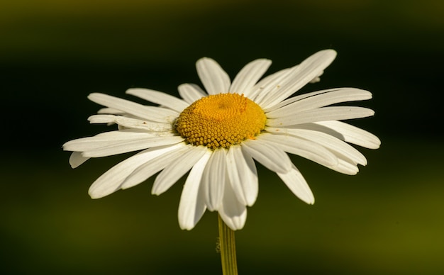 Primo piano del fiore della margherita bianca dal lato isolato