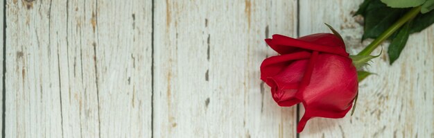 Primo piano del fiore della rosa rossa di bellezza sulla plancia di legno con lo spazio della copia. Utilizzando come flora natura e amore, il concetto di pagina di copertina di San Valentino