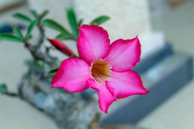 Primo piano del fiore di adenium in un bel colore rosso