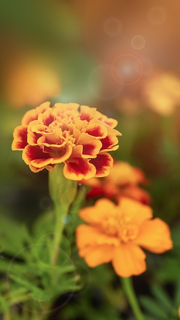 Primo piano del fiore di calendula arancione su uno sfondo sfocato con bokeh kanakambar