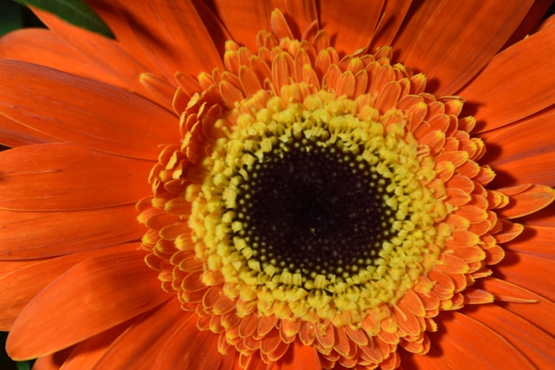 Primo piano del fiore di campo multicolore