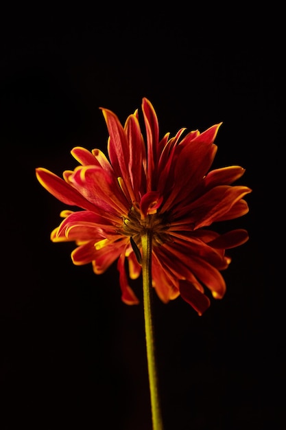 Primo piano del fiore di crisantemo rosso su sfondo nero