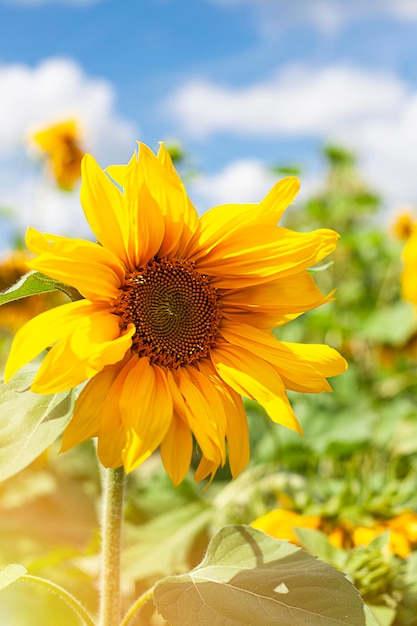 primo piano del fiore di girasole all'aperto nel campo