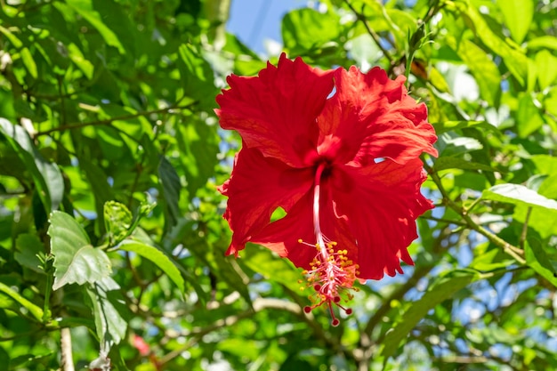 Primo piano del fiore di ibisco rosso brillante selvaggio in fiore