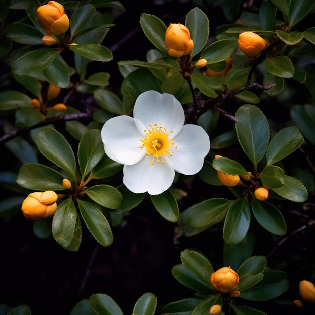 Primo piano del fiore di iperico