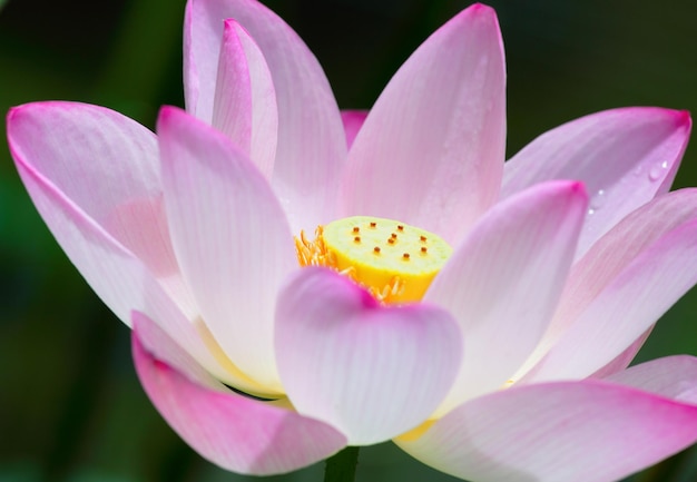 Primo piano del fiore di loto