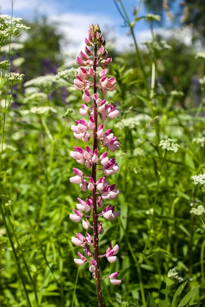 Primo piano del fiore di lupino