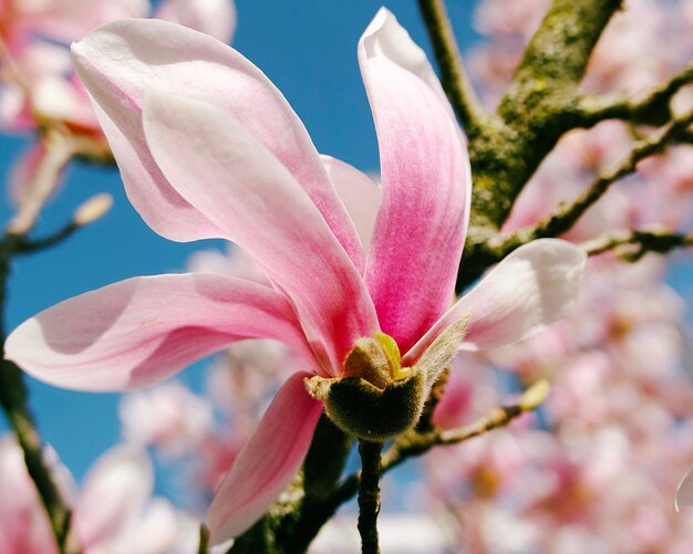 primo piano del fiore di magnolia rosa-bianco in una soleggiata giornata primaverile