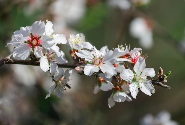 Primo piano del fiore di mandorlo in Israele