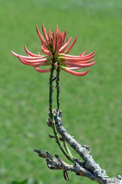 Primo piano del fiore di mulungu