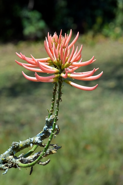 Primo piano del fiore di mulungu