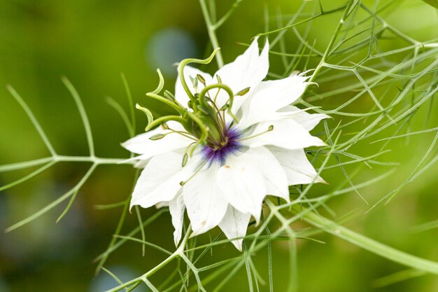 Primo piano del fiore di Nigella damascena, blu o bianco