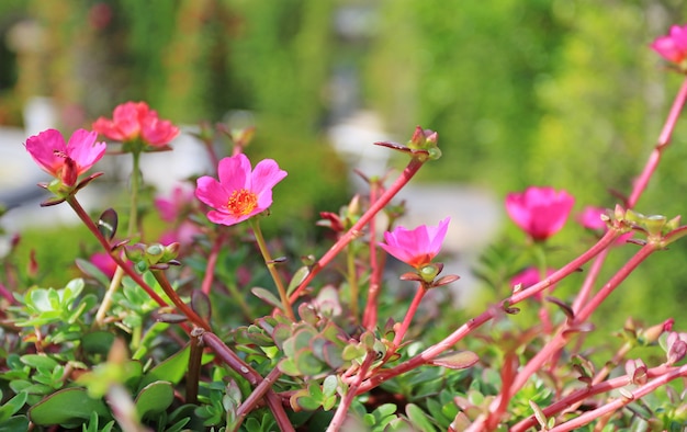 Primo piano del fiore di Portulaca.