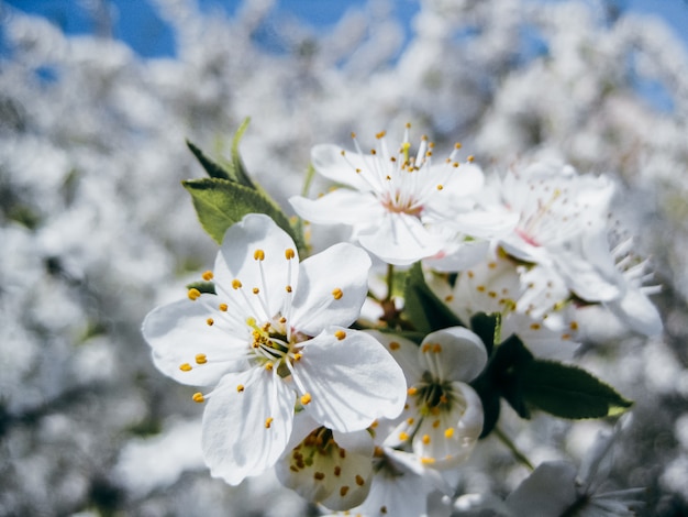 Primo piano del fiore di prugna