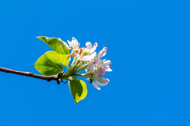 Primo piano del fiore di prugna