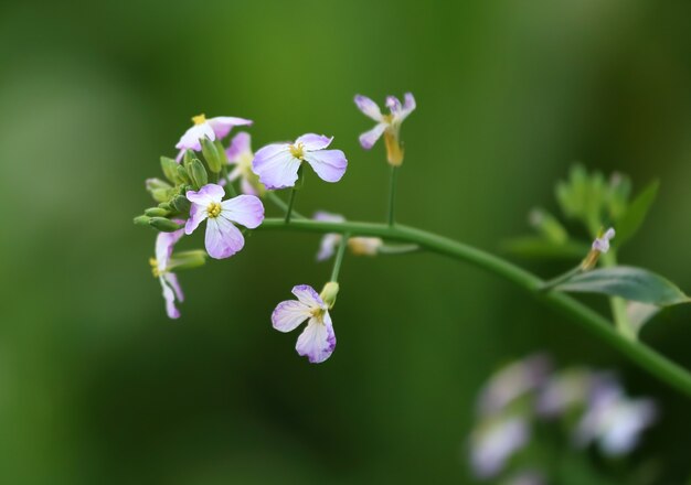 Primo piano del fiore di ravanello in natura