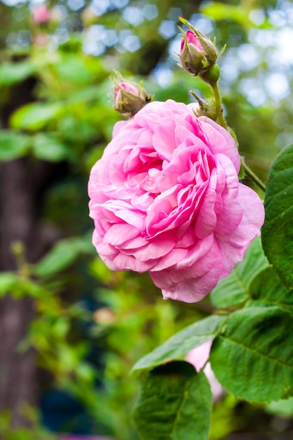 Primo piano del fiore di Rosa Centifolia (Rose des Peintres) nel giardino estivo