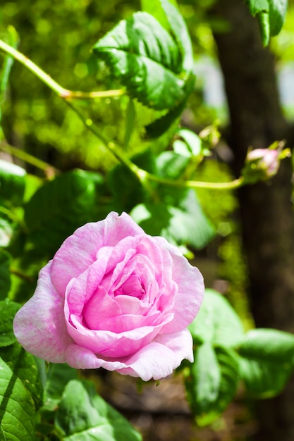 Primo piano del fiore di Rosa Centifolia (Rose des Peintres).