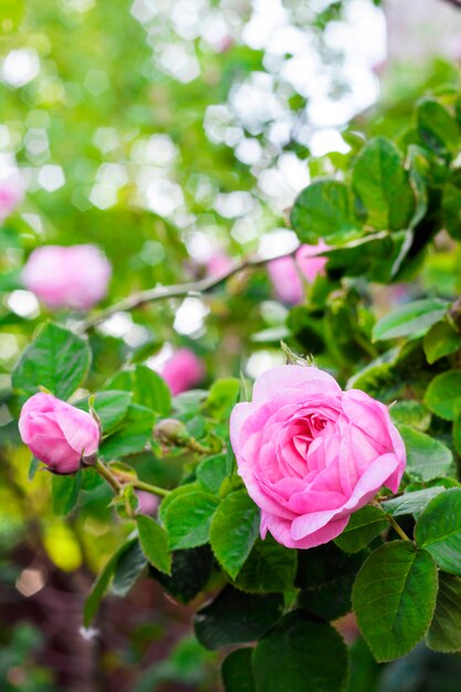 Primo piano del fiore di Rosa Centifolia sul fondo verde del giardino