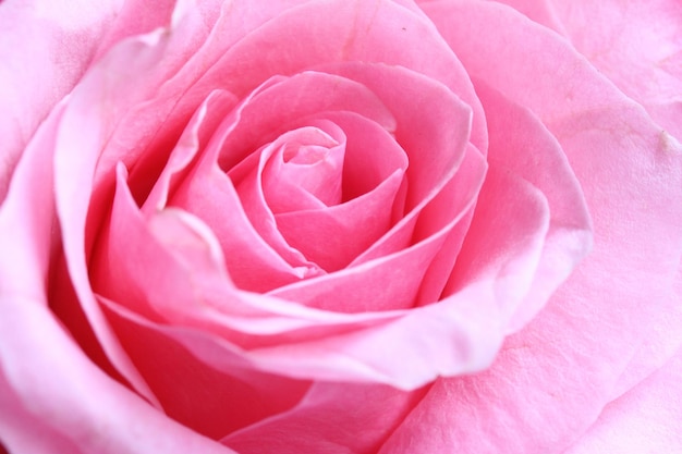 Primo piano del fiore di rosa rosa i petali sono splendidamente stratificati rosa