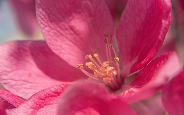 Primo piano del fiore di sakura in colore rosa