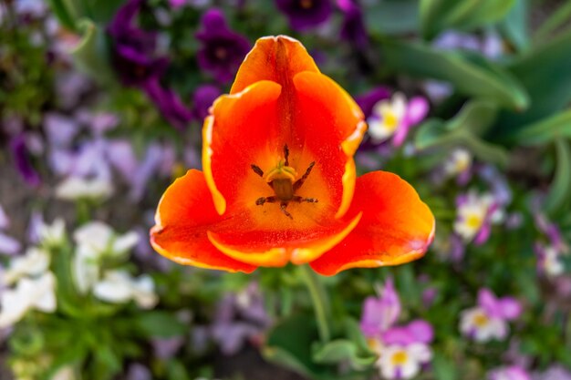 Primo piano del fiore di tulipano di polline arancione