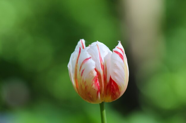 primo piano del fiore di tulipano rosso e bianco isolato su sfondo softgreen