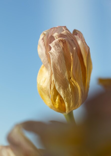 Primo piano del fiore di tulpan sbiadito su sfondo blu