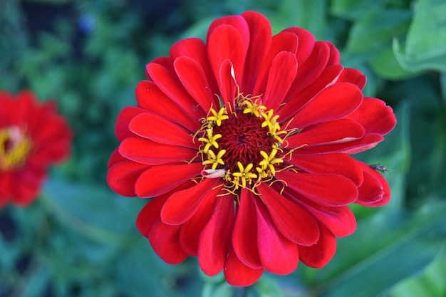 primo piano del fiore di zinnia rossa