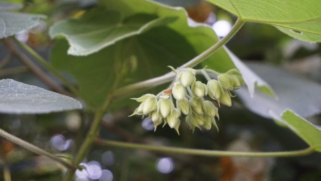 Primo piano del fiore Dombeya reclinata o Mahot Rouge