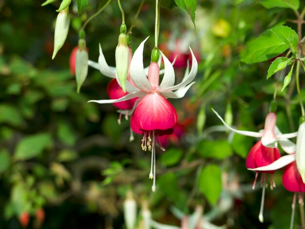 primo piano del fiore fucsia rosa e bianco su sfondo verde