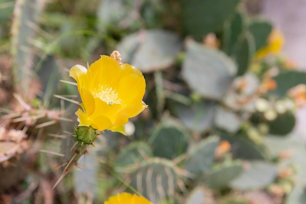 Primo piano del fiore giallo del Fico d'India orientale Opuntia humifusaSanta Rita Fico d'India del deserto di Sonora cambia colore a causa della luce e della stagione disponibili