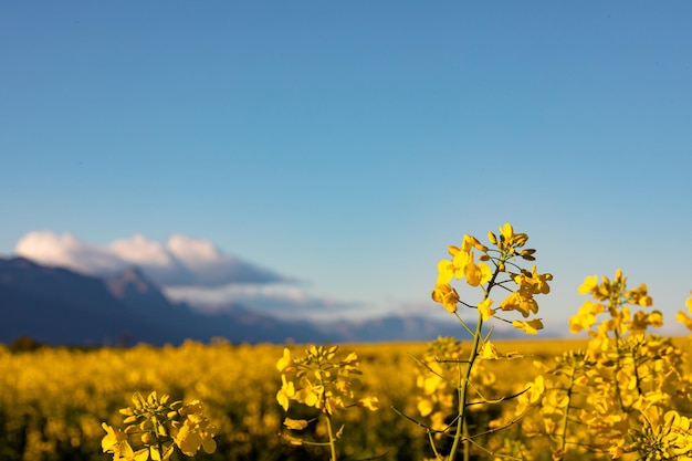 Primo piano del fiore giallo nel paesaggio di campagna con cielo senza nuvole. ambiente, sostenibilità, ecologia, energie rinnovabili, riscaldamento globale e consapevolezza dei cambiamenti climatici.