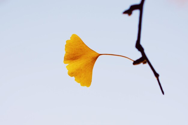 Primo piano del fiore giallo su sfondo bianco